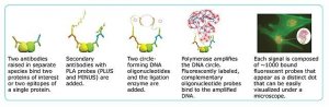 Duolink� In Situ Mounting Medium with DAPI DUO82040-5ML
