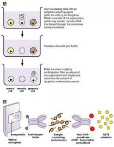 Cell Death Detection ELISAPLUS 