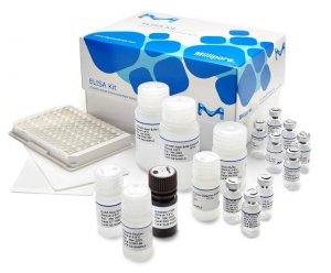 High Sensitivity Human Amyloid 40 ELISA EZHS40