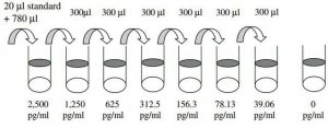 Human GCP-2 / CXCL6 ELISA Kit RAB0134-1KT