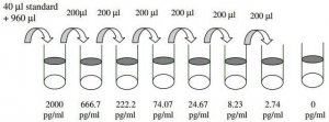 Rat Fractalkine ELISA Kit RAB0114-1KT