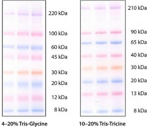 ColorBurst� Electrophoresis Marker 