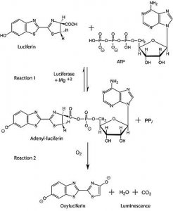 Adenosine 5-triphosphate (ATP) assay mix dilution buffer 