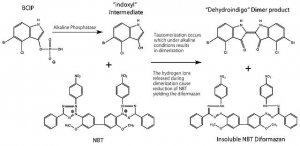 BCIP�/NBT-Purple Liquid Substrate System for Membranes 