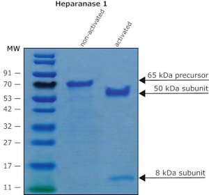 Heparanase-1 pre-activated human SAE0116-10UG
