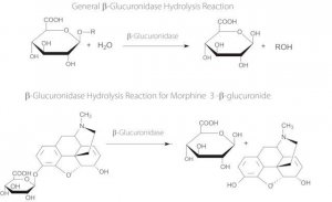 -Glucuronidase from abalone 