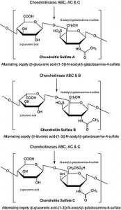 Chondroitinase AC from Flavobacterium heparinum 