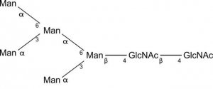 SILu�Carb Glycan Standard 13C Paucimannose Man5 
