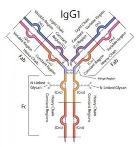SILu�Lite SigmaMAb Universal Antibody Standard human 