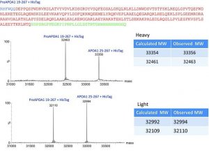 SILu�Prot APOA1, Apolipoprotein A-1 human 