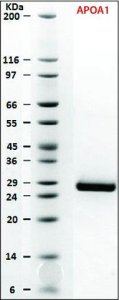 SILu�Prot APOA1, Apolipoprotein A-1 human 