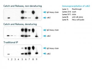 Catch and Release� v2.0 Reversible Immunoprecipitation System 