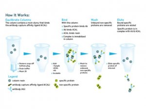 Catch and Release� v2.0 Reversible Immunoprecipitation System 