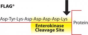 3X FLAG� Peptide 