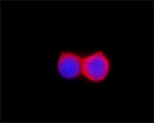 ANTI-FLAG� antibody produced in rabbit F7425-.2MG