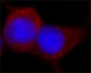 ANTI-FLAG� antibody produced in rabbit F7425-.2MG