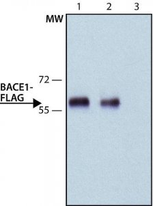 ANTI-FLAG� antibody, Rat monoclonal SAB4200071-200UL