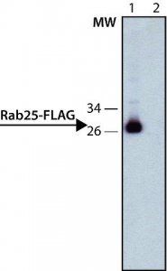 ANTI-FLAG� antibody, Rat monoclonal SAB4200071-200UL