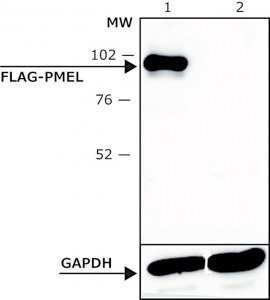 ANTI-FLAG� M2 antibody, Bioreactor grade, Mouse monoclonal 
