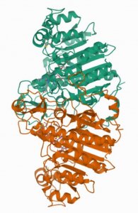 Carboxy-terminal FLAG-BAP� Fusion Protein 