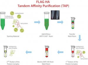 FLAG� HA Tandem Affinity Purification Kit TP0010-5RXN