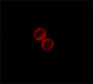 Monoclonal ANTI-FLAG� antibody produced in rabbit 