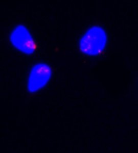 Monoclonal ANTI-FLAG� antibody produced in rabbit 
