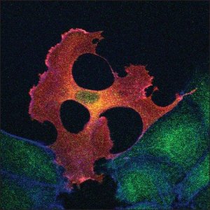 Monoclonal ANTI-FLAG� M2 antibody produced in mouse 