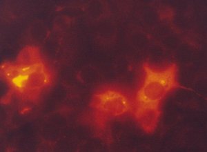 Monoclonal ANTI-FLAG� M2-Cy3� antibody produced in mouse 