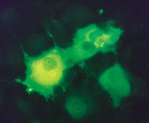 Monoclonal ANTI-FLAG� M2-FITC antibody produced in mouse 
