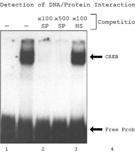 CelLytic� P Cell Lysis Reagent 