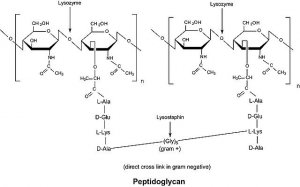 Lysozyme from chicken egg white 