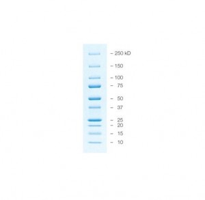 ������� �������� ������������� ����, ��������������, 10-250 ���, 10 �����, Bio-Rad 1610373