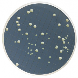 ����� �-���� ��� ����������� ������� � ��������, ����� Merck (Millipore) MB000000Y