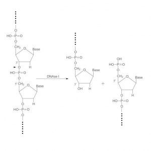 ������������������� I �� ������������� ������ ���� Sigma-Aldrich dn25-100mg