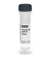 ����� FLT3 D835Y ������� PrimePCR ddPCR, 200 �������, Bio-Rad 1863120