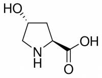 Hydroxyproline 