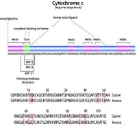 ProteoMass� Cytochrome c MALDI-MS Standard 