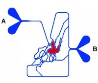 SynVivo idealized network SynTumor 3D cancer model starter kit VIV403006-1EA