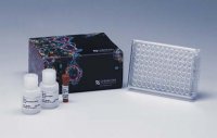 QCM Chemotaxis Cell Migration Assay, 96-well (8 �m), fluorimetric ECM510