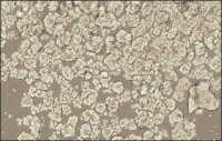 3dGRO™ Spheroid Medium S3077-1KT