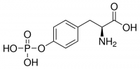 O-Phospho-L-tyrosine 