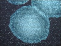 PluriSTEM-XF� Recombinant Vitronectin CC130