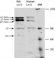 Rat Laminin-5 CC145