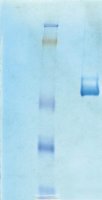 Vitronectin, Human Purified Protein CC080