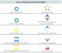 3-Sialyllactose 