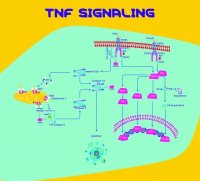 TNF- human SRP3177-50UG