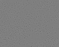 A549 Cell Line human 