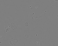 CACO-2 Cell Line human 