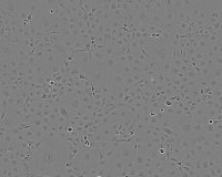 COS-7 Cell Line 